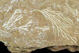 Ordovician Bryozoan (Pseudohornera) Plate - Estonia #98022-1